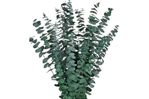 CENELO 12PCS Dried Eucalyptus Bundle 17'' Real Eucalyptus Stems 100% Natural Fresh Leaves Hanging Plants Greenery Stems for Shower Home Decor Flower Arrangement Wedding