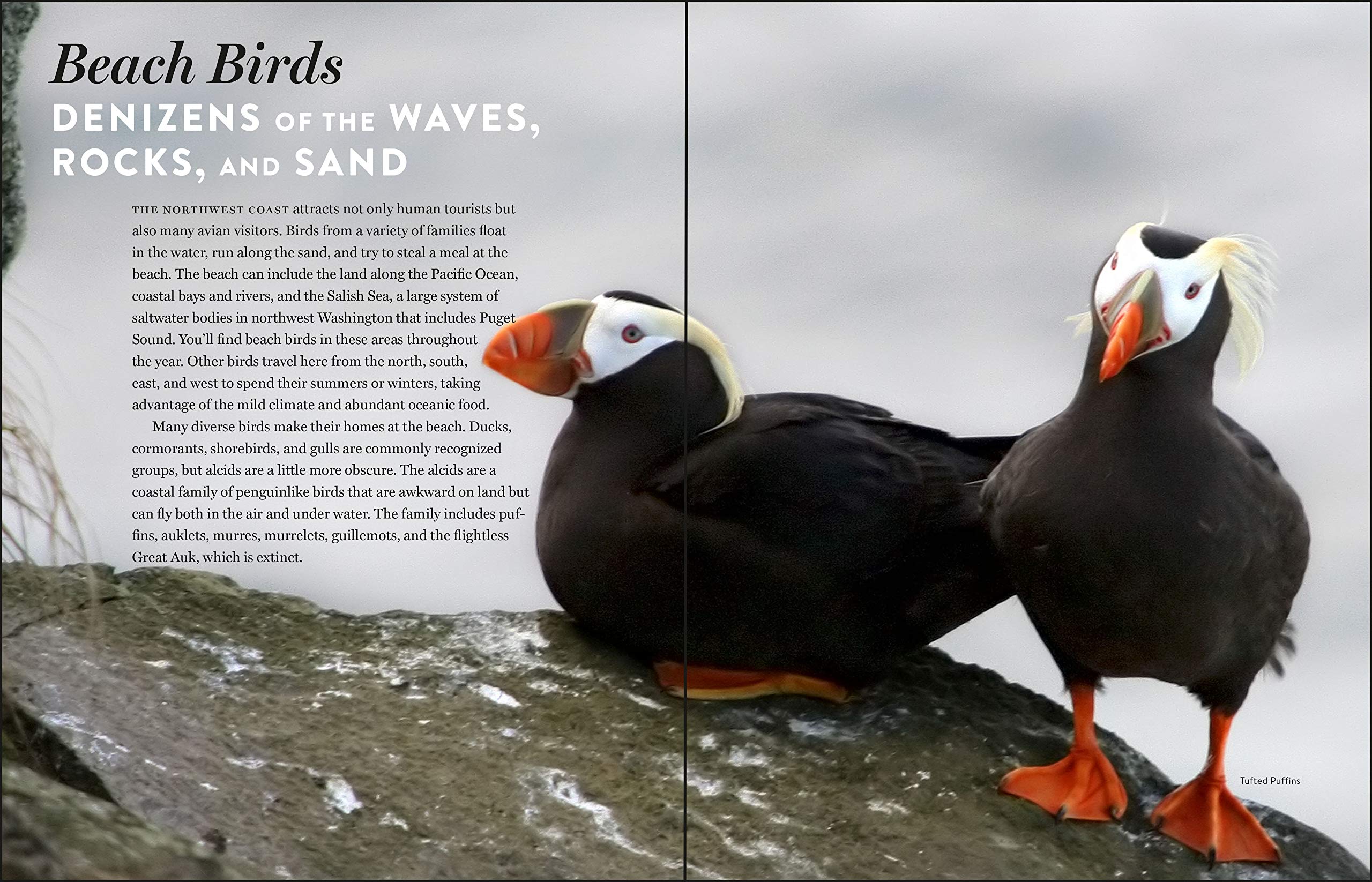 Must See Birds Of The Pacific Northwest 85 Unforgettable Species