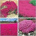 Creeping Thyme Seeds for Planting - 21000 Magic Creeping Thyme Seeds Ground Cover Plants Heirloom Flowers Perennial Thyme Non-GMO Thymus Serpyllum Seed