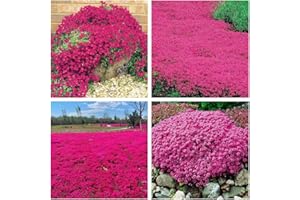 WIVOLIBE Creeping Thyme Seeds for Planting - 21000 Magic Creeping Thyme Seeds Ground Cover Plants Heirloom Flowers Perennial Thyme Non-GMO Thymus Serpyllum Seed