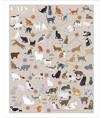 Amazon.com: 100 Cats and a Mouse - Poster by Vittorio Fiorucci