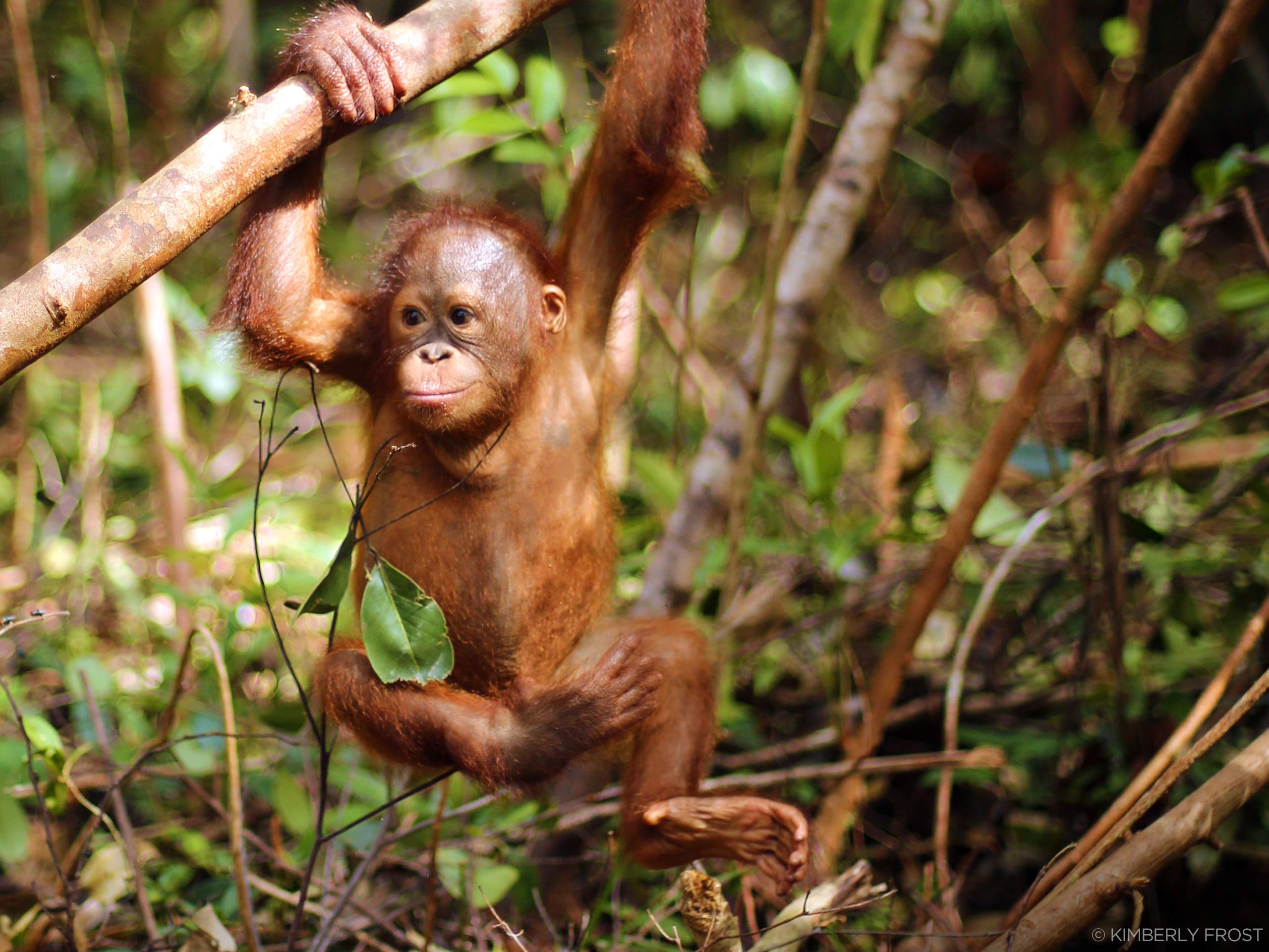 Amazon com Watch Orangutan Jungle School Season 2 Amazon com Watch Orangutan Jungle School Season 2