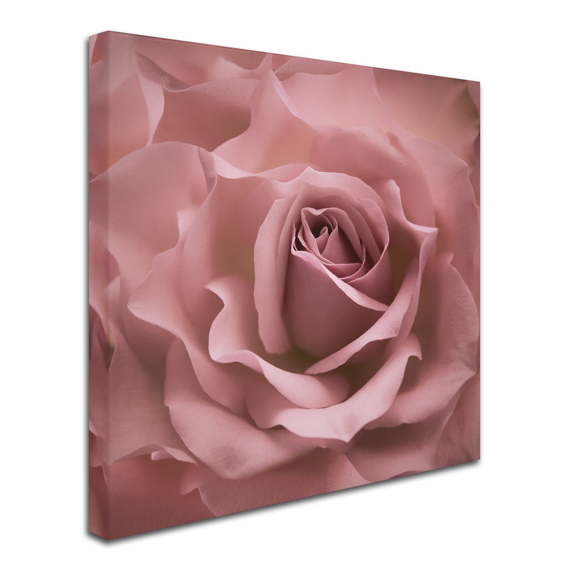 Misty Rose Pink Rose by Cora Niele, 24x24-Inch Canvas Wall Art