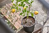 SUStee Watering Indicator Set of 5 Large Black - Smart Plant Hydration view 9