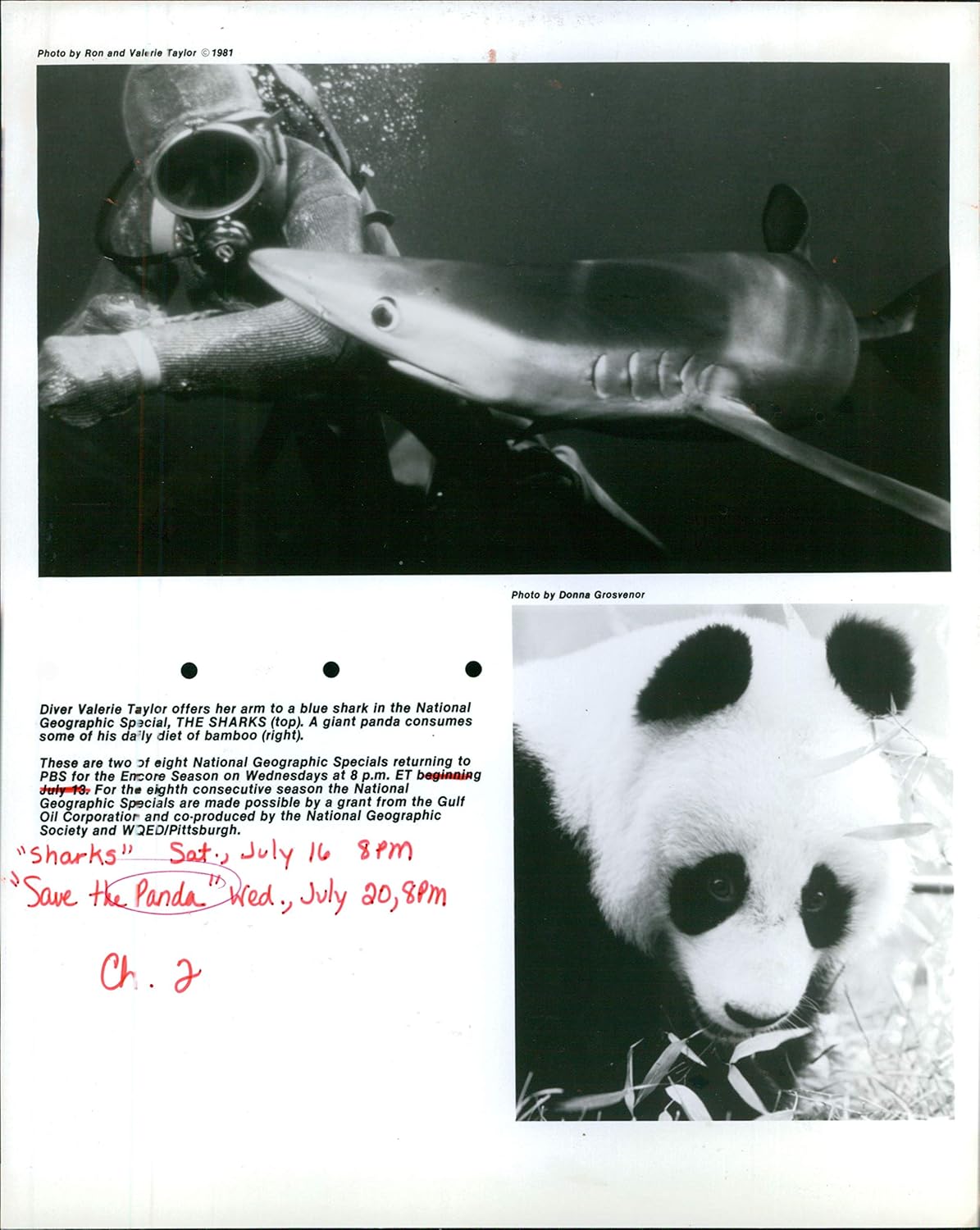 Vintage Photos Valerie Taylor Sharks Giant Panda Bear Diver Geographic Special 8X10