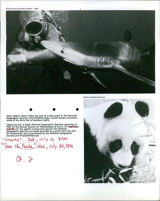 Vintage Photos Valerie Taylor Sharks Giant Panda Bear Diver Geographic Special 8X10