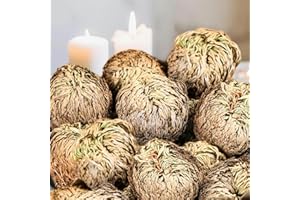 EQUSYM 14-Pack Large Premium Dried Rose of Jericho, Selaginella Resurrection Grass, Dried Fern Scale Leaf Prayer Plant, Symbol of Abundance and Prosperity, Ideal for Home Decoration and Spiritual Healing