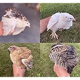20 Large Fertile Hatching Mixed Jumbo Pharoah Coturnix,Jumbo Italian, White Quail Hatching Eggs by Fox Peak Outdoor Supply LLC.