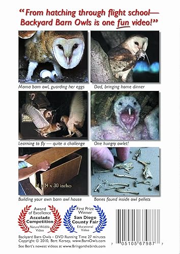 Amazon Com Backyard Barn Owls Barn Owls Tyto Alba Bert Kersey