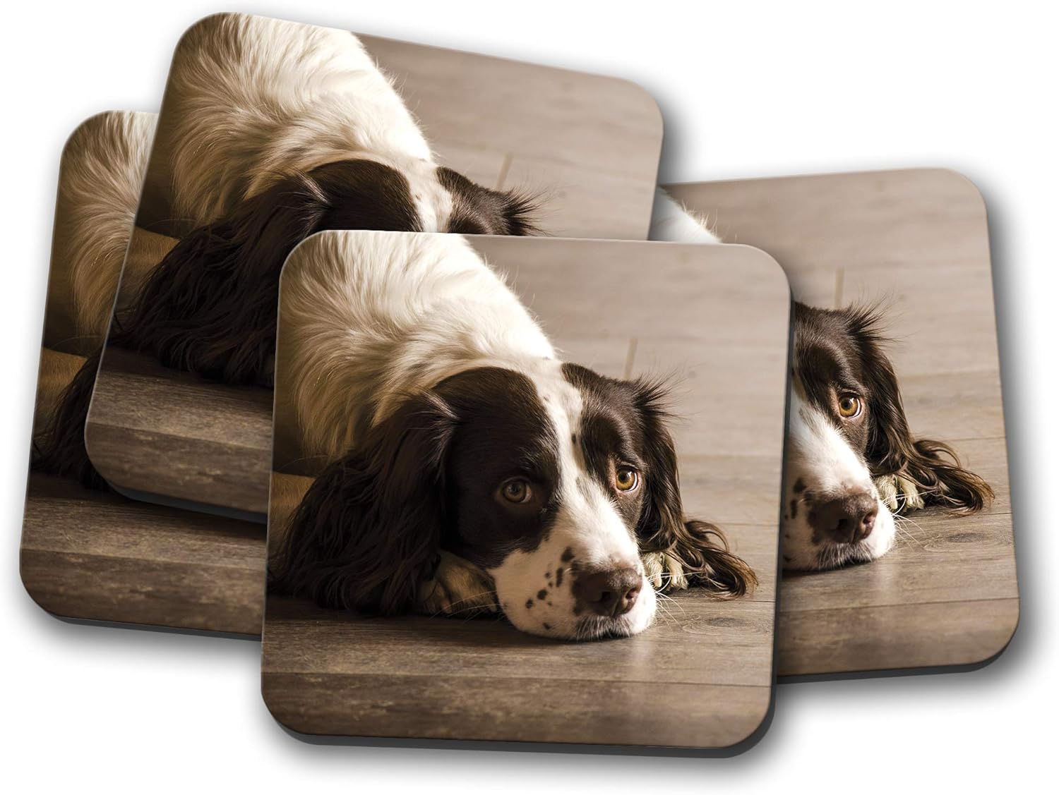 springer spaniel cute