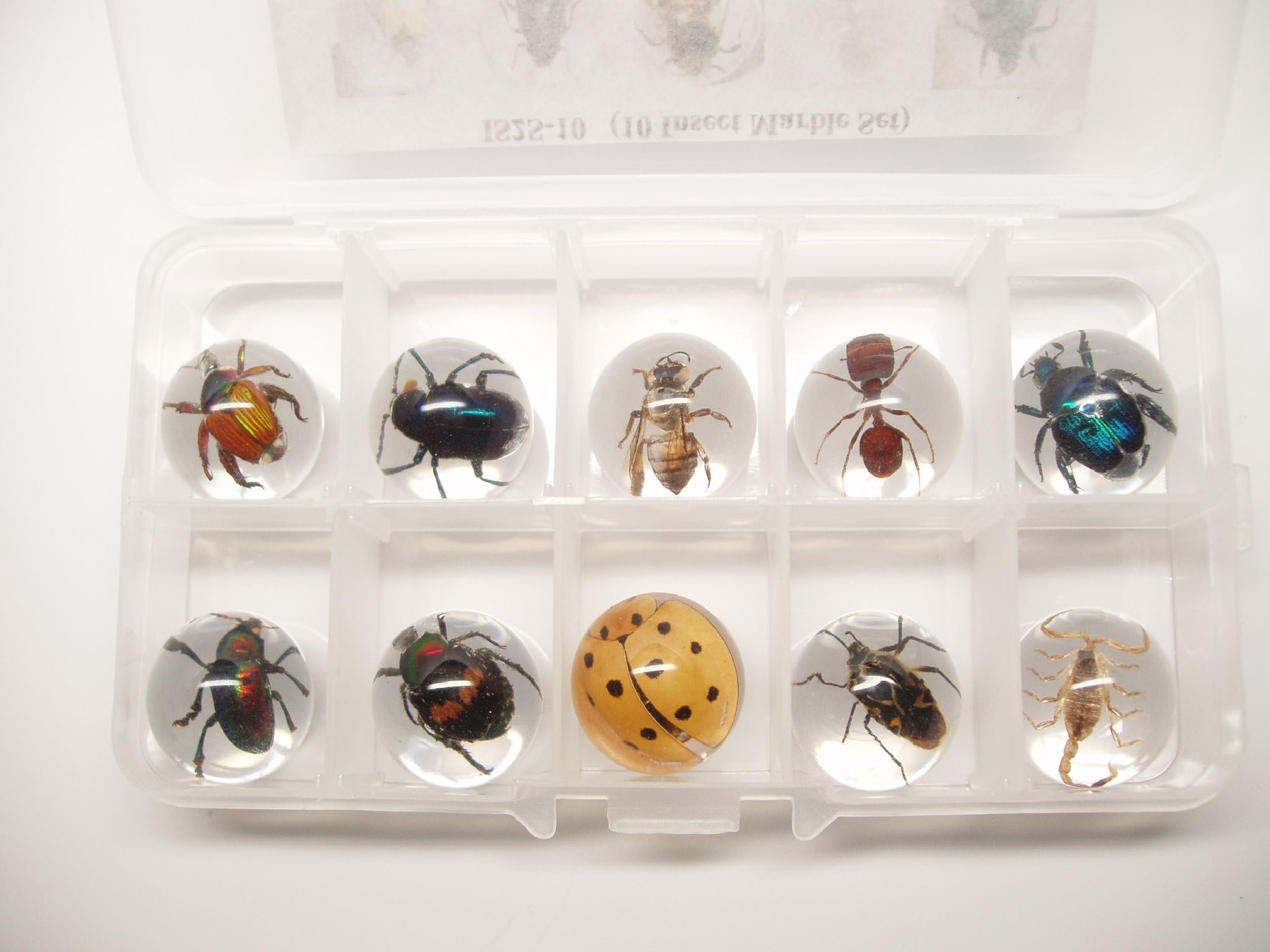 Lucite Treasures 10 Insect Sphere Set