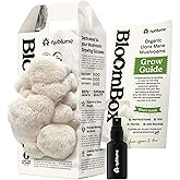 NuBlume Organic Lion's Mane Mushroom Grow Kit | Grow Your Own Fresh Gourmet Mushrooms at Home | Edible Indoor Mushroom Growin