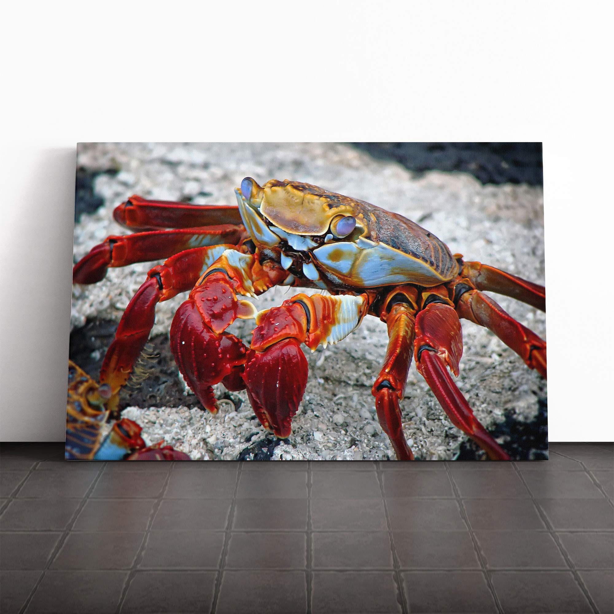 Crab Canvas Print | Gallery Wrapped 30mm Frame Wall Art | 20x14 inches | Ready to Hang | Modern Picture | Living Room Bedroom Lounge Office
