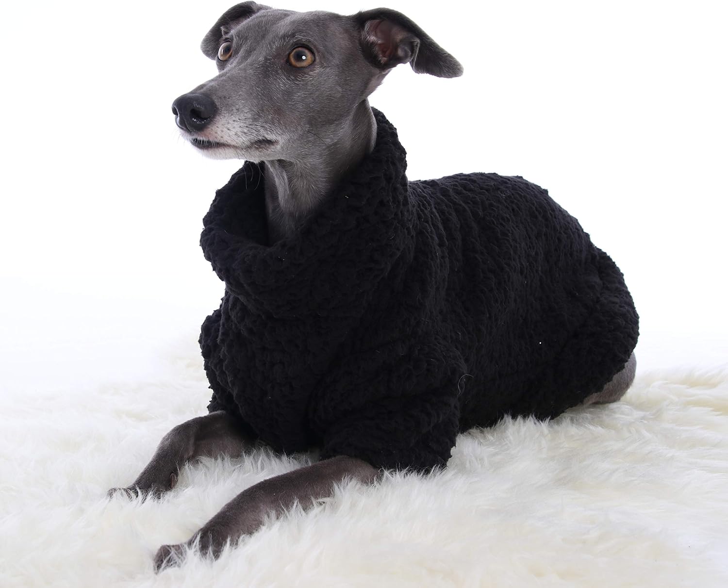 italian greyhound in jumper