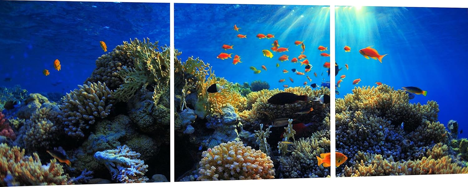 Amazon Com 3d Metal Wall Art Ready To Hang Coral Seas Australia