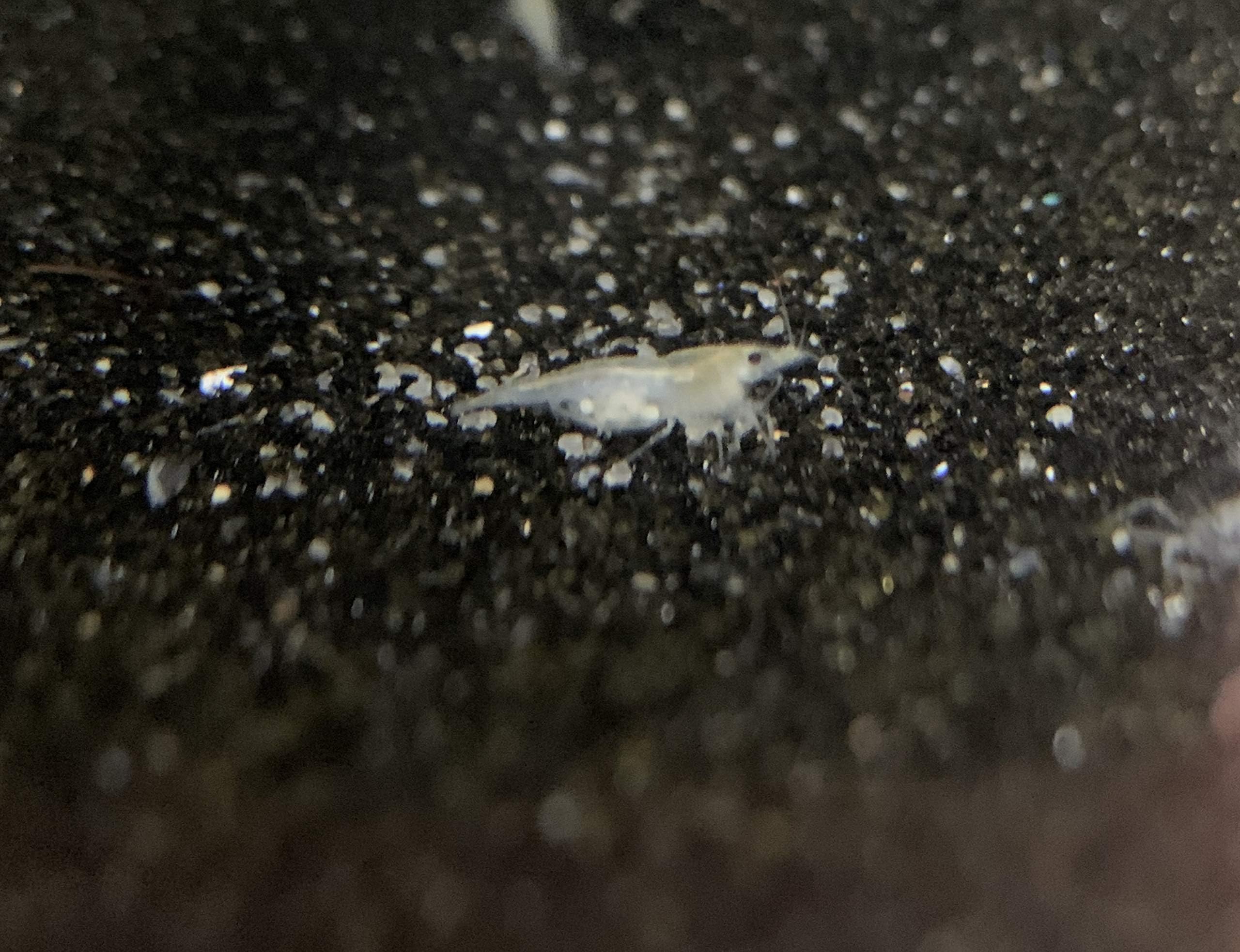 Imperial Tropicals 12 Snowball Shrimp (Color Variation of Cherry Shrimp) - Neocaridina (1/3"-1/2") - USA Born and Raised!