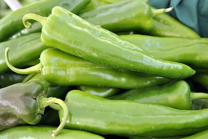 Fresh Anaheim Chiles Peppers 1.5 lbs 