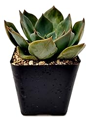 Fat Plants San Diego Live Echeveria Hybrid