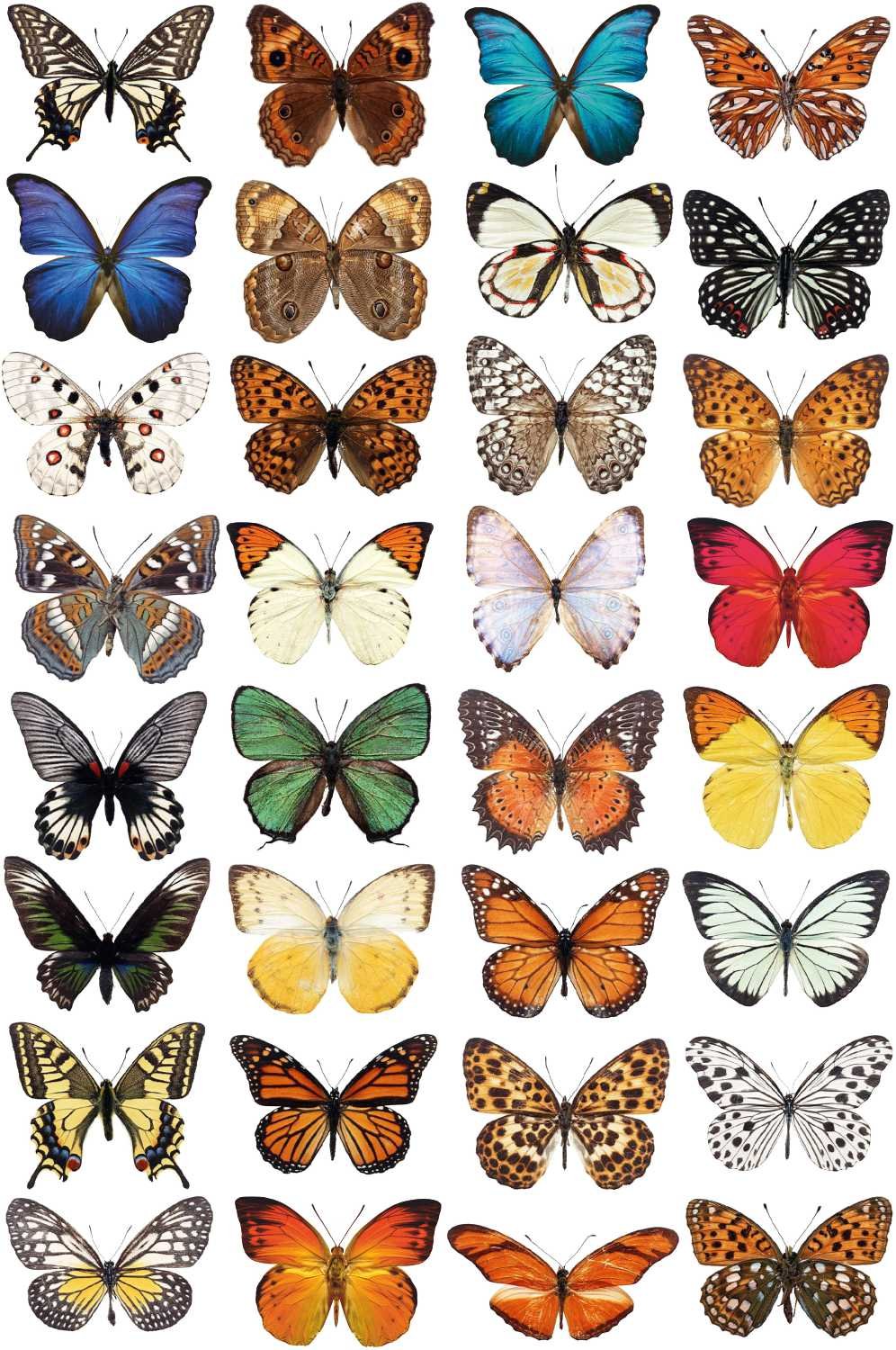 Stickers4-32 Beautiful Photorealistic Colourful Butterfly Static Cling Window Stickers - Non-Adhesive