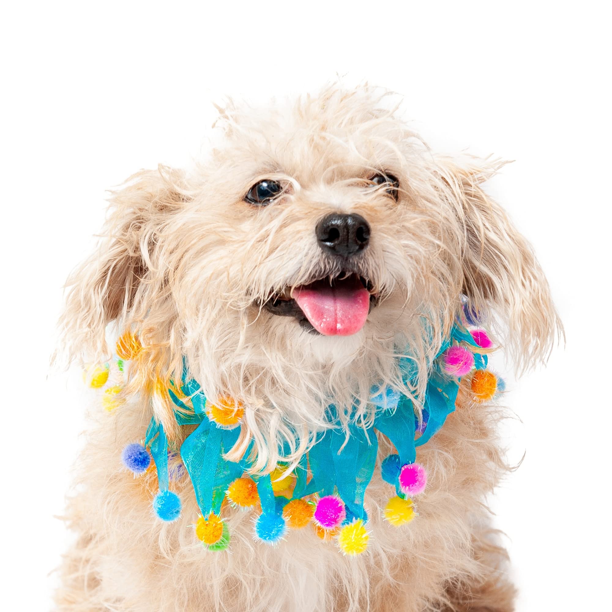 Photo 1 of Midlee Blue Birthday Pom Pom Dog Collar (Medium)