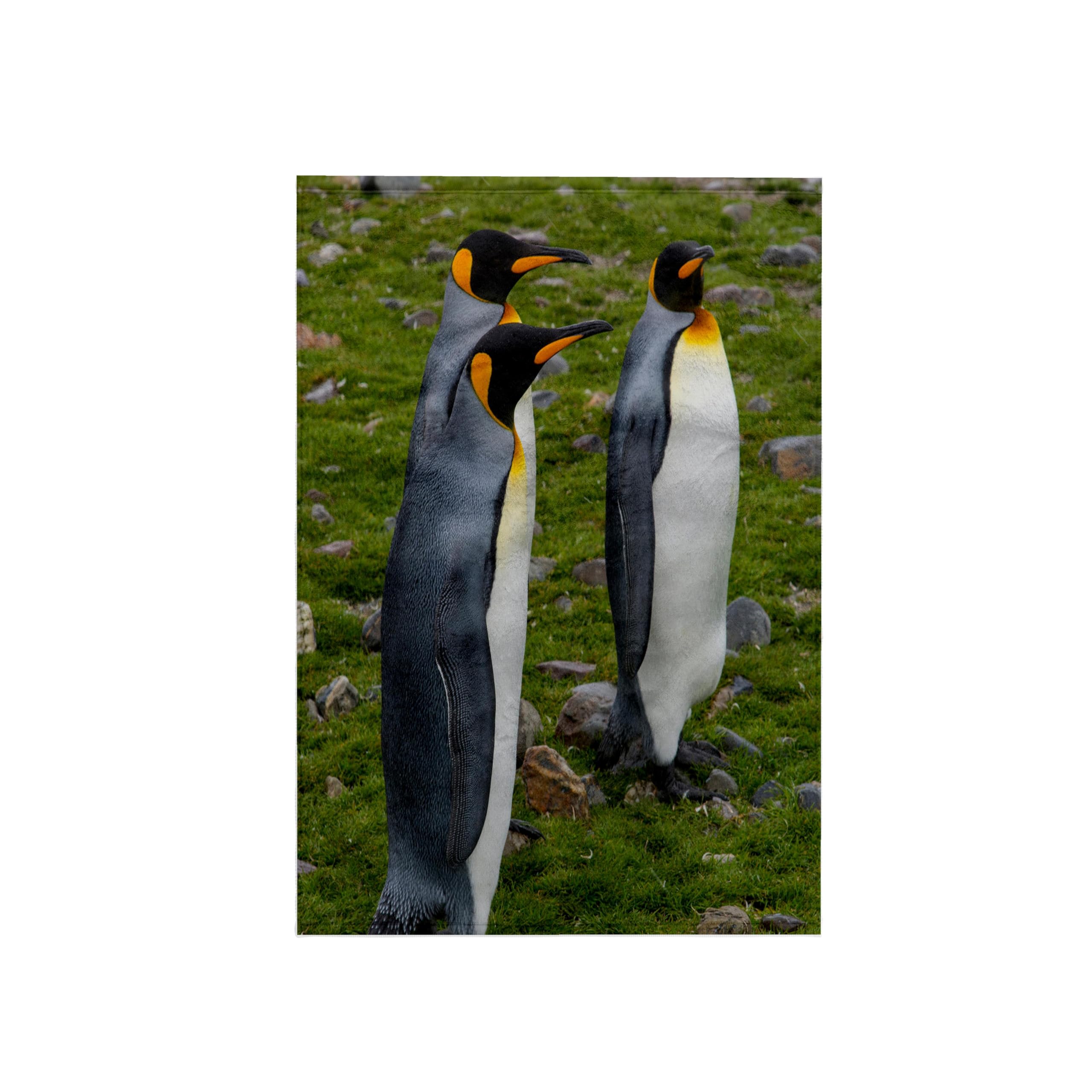 3dRose "South Georgia, Saint Andrews/King Penguins Towel, Polyester/Cotton, White, 15 x 22-Inch