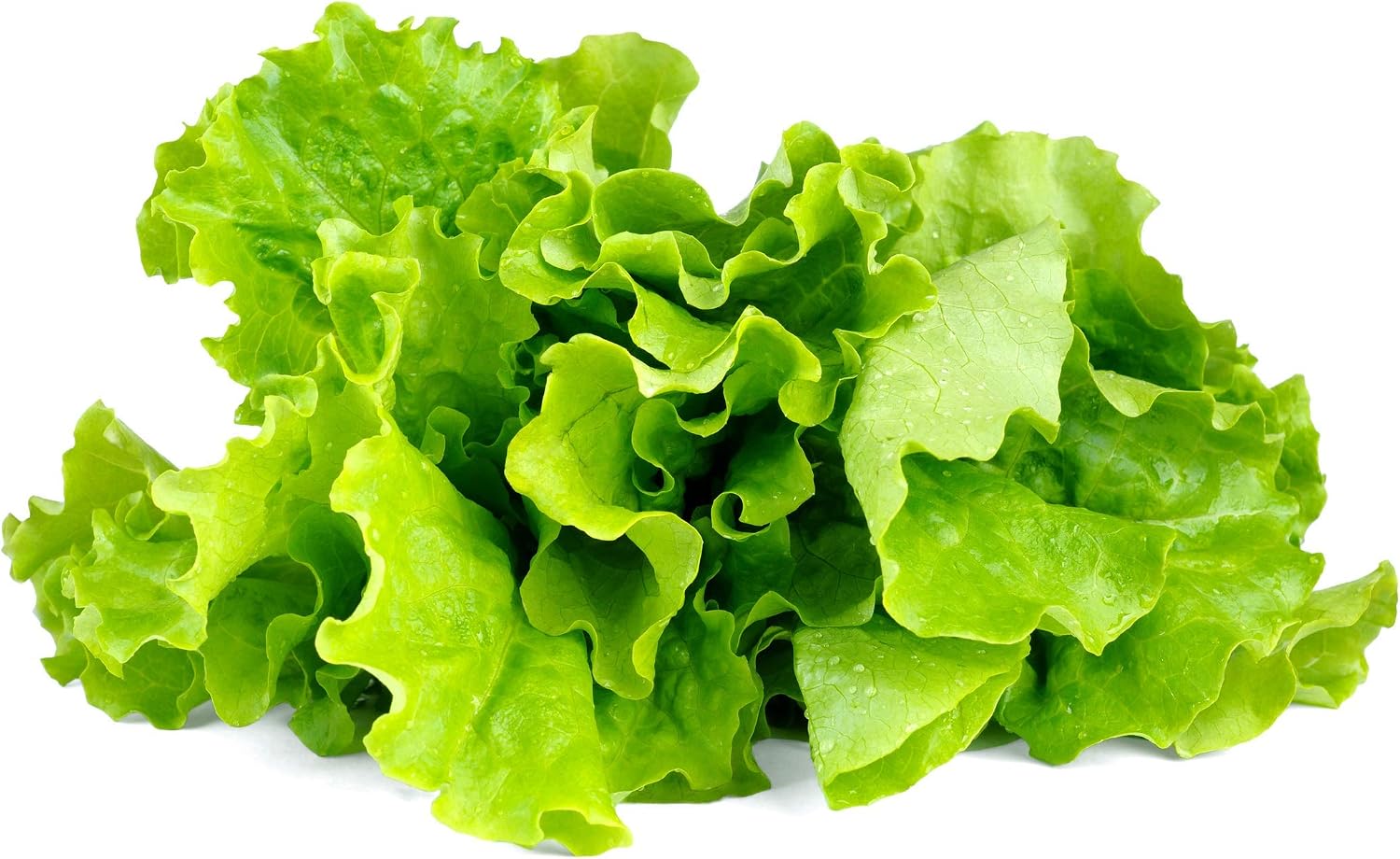 Emsa 3 Cápsulas Lechuga Click & Grow, Semillas apta para Smart ...