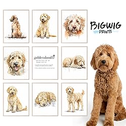 BigWig Prints Golden Doodle Wall Decor