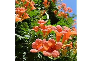 QAUZUY GARDEN 100 Orange Hummingbird Trumpet Vine Campsis Radicans Trumpet Creeper Seeds | Non-GMO Heirloom Flower Seed & Striking Fast-Growing Privacy Screen