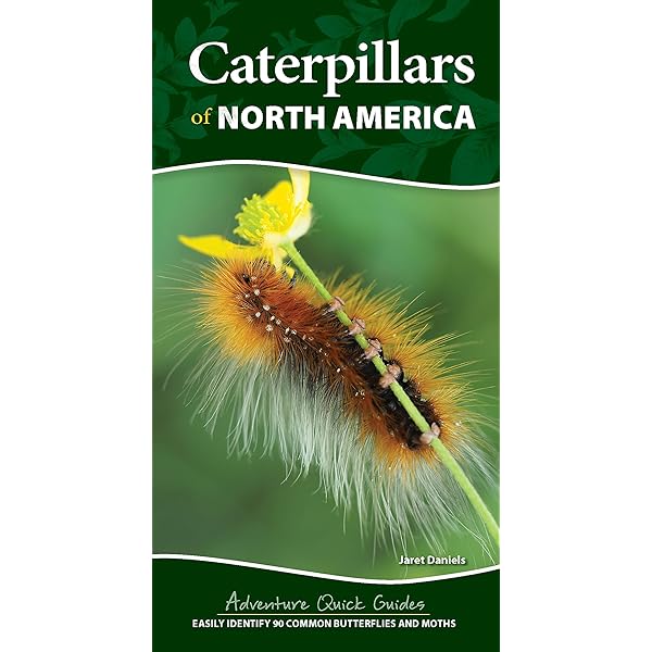 Caterpillars: Find - Identify - Raise Your Own: Earley, Chris