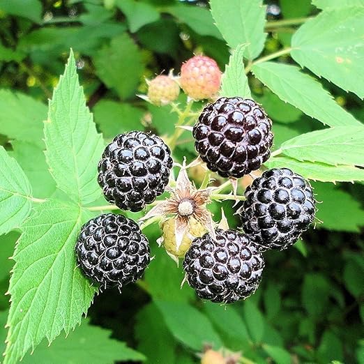 Black Raspberry Seeds (Rubus occidentalis) 100+ NonGMO