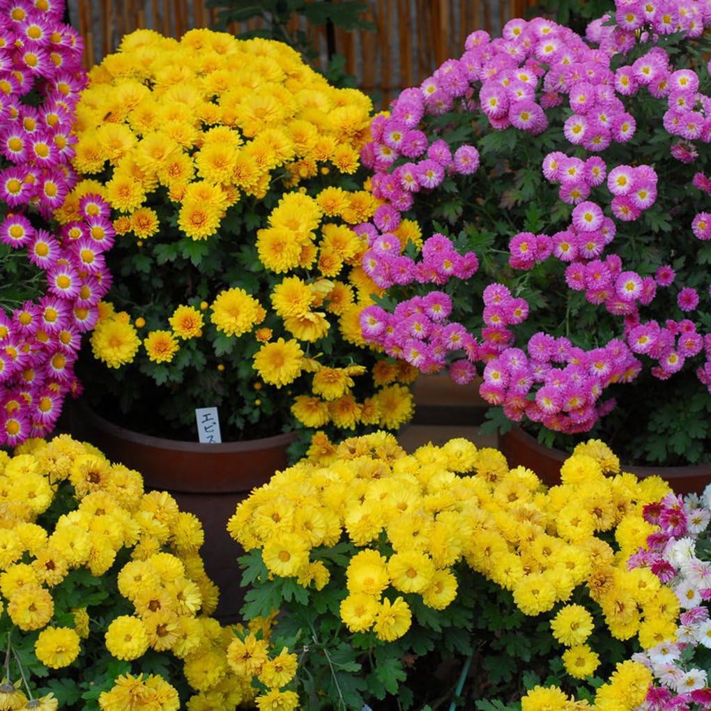 Китайская Хризантема Купить Семена