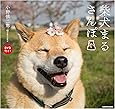 柴犬まるさんぽ DVD付き!