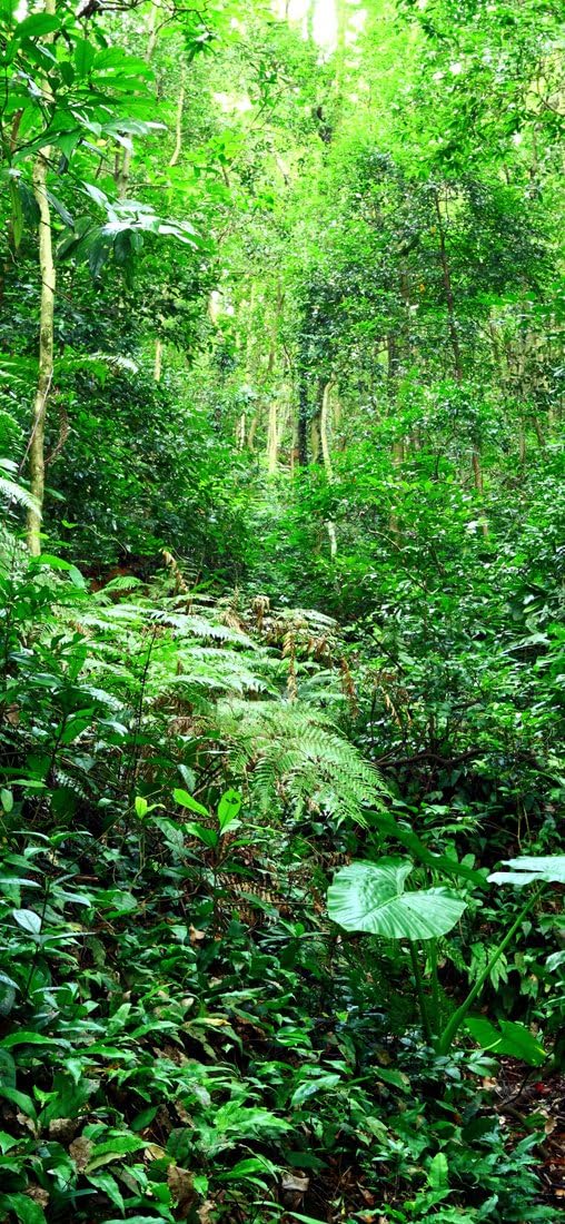 PeelitStickit Jungle Forest Wallpaper Design, Wall Mural ID-014, vinyl, Multi-colour
