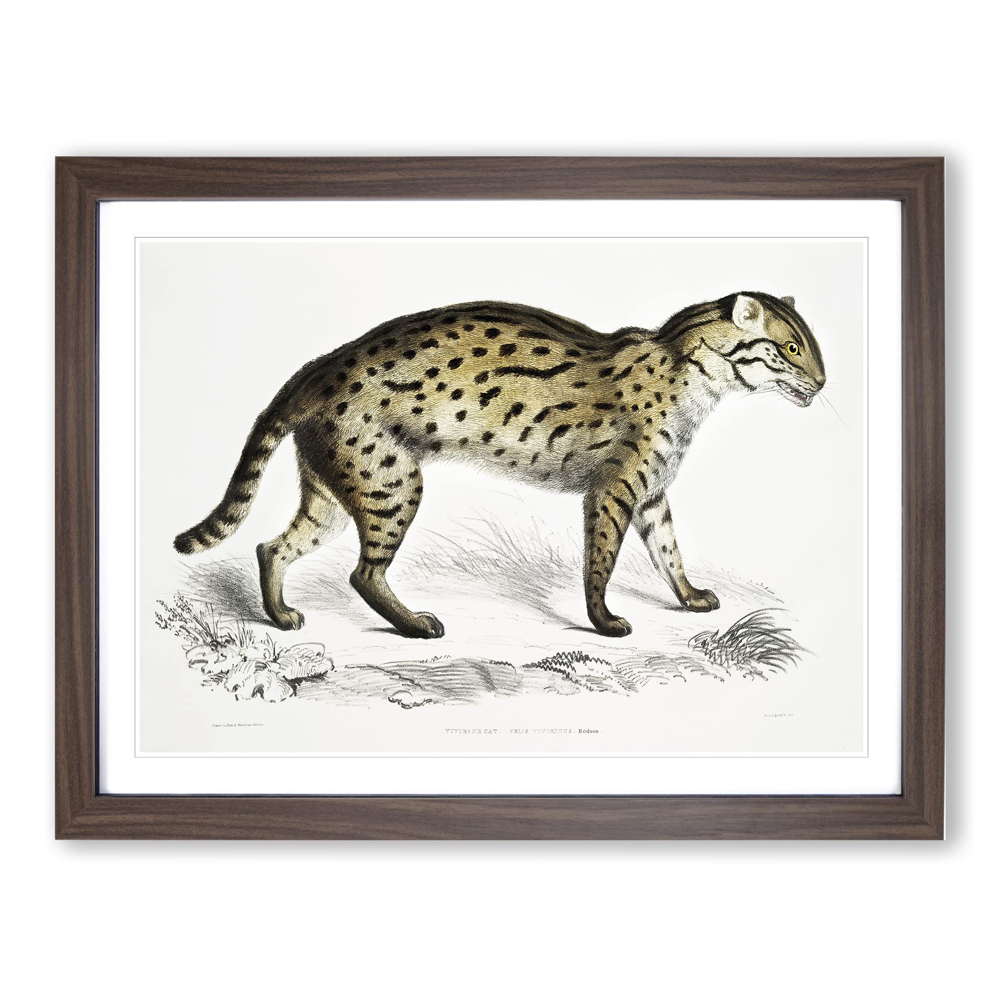 Viverrine Cat Illustration By John Edward Gray Vintage Framed Wall Art Print, Ready to Hang Picture for Living Room Bedroom Home Office Décor, Walnut A4 (34 x 25 cm)