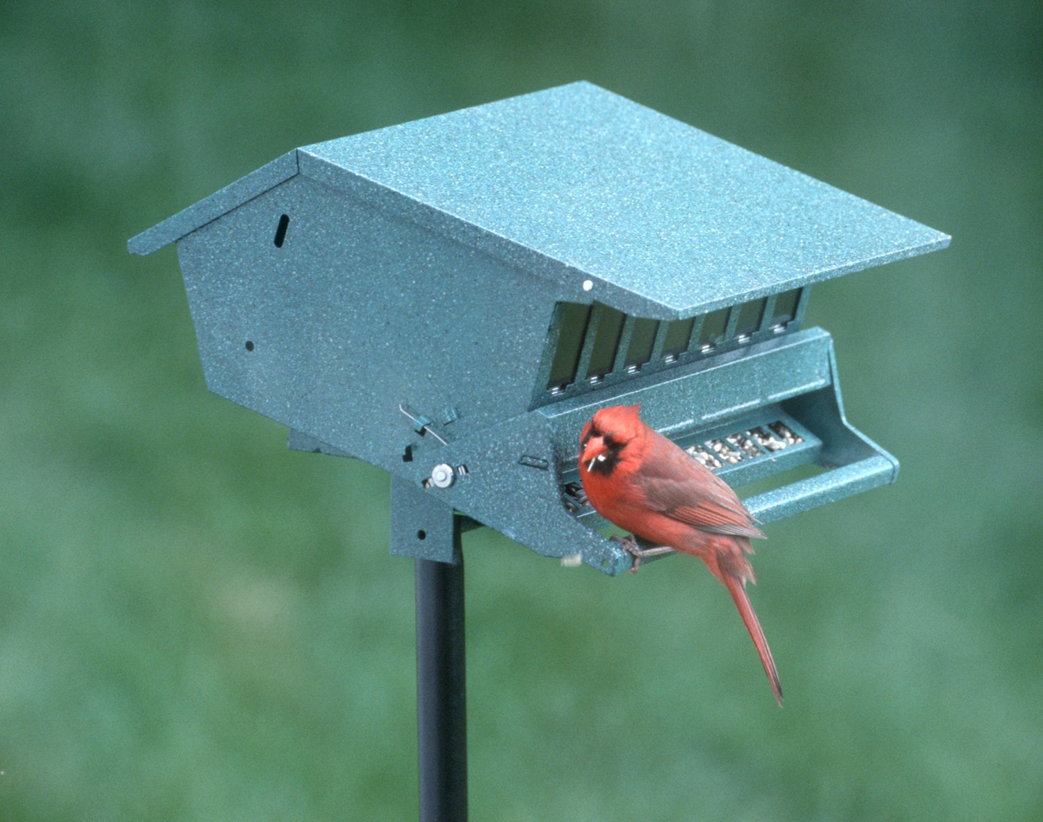Amazon Com Audubon Bird S Delight Squirrel Resistant Bird Feeder