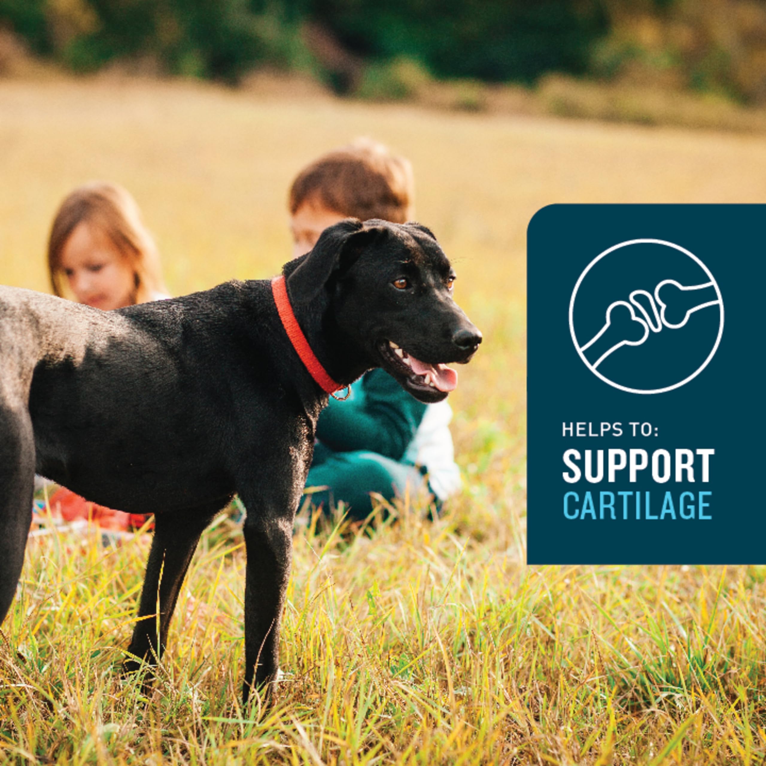 VetIQ Hip & Joint Supplement for Dogs, Anti Inflammatory Joint Support