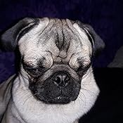 best wipes for pug wrinkles