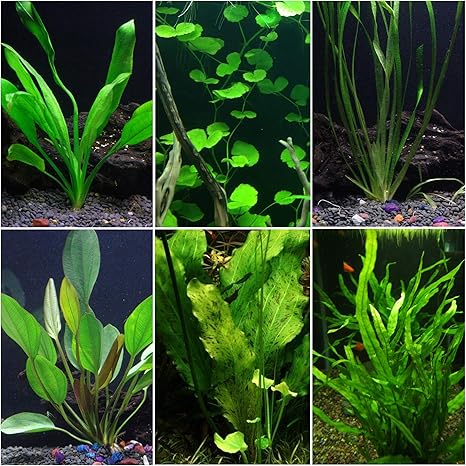 Amazon Com Discus Warm Water Aquarium Plant Bundle Pet Supplies discus warm water aquarium plant bundle
