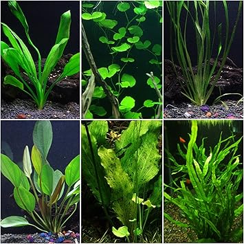 aquarium plant bundle