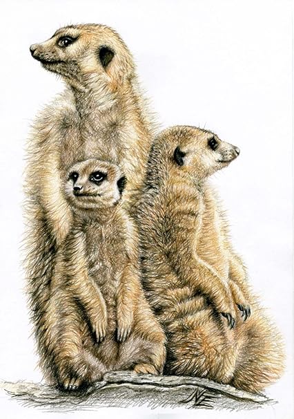 D Art Avec Animaux De Dessin Motif Suricate Fine Art Print 30 X 40 Cm Amazon Fr Cuisine Maison