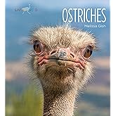 Ostriches (Living Wild)