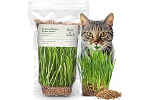 ROSE AND BRANCH Rose & Branch Organic Wheat Grass Seeds for Indoor Cats - Cat Grass Seeds - 16 Ounces - 100% Organic Non-GMO - Hard Red Wheat - Harvested in USA - Easy to Grow