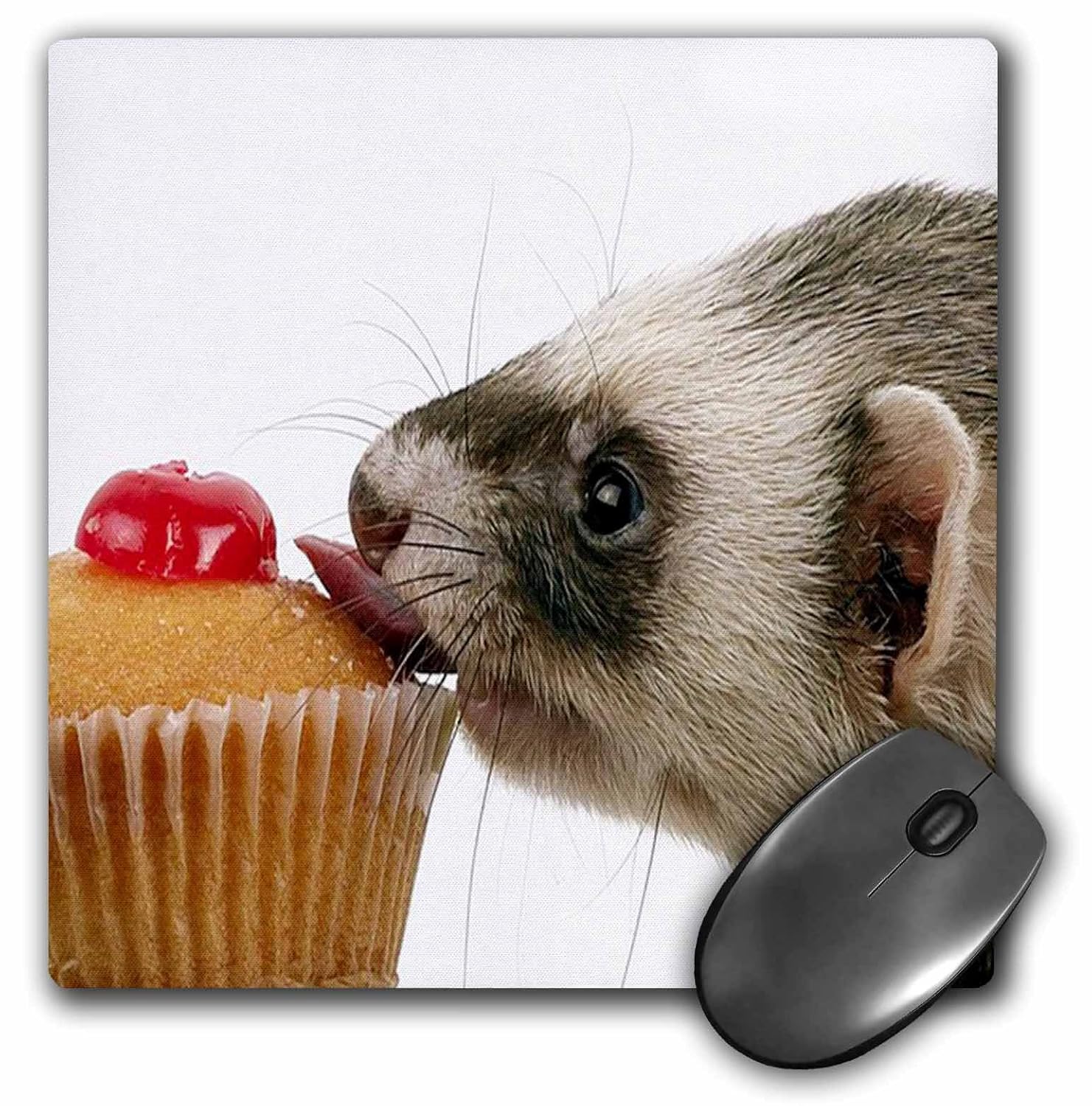 ferret eating mice