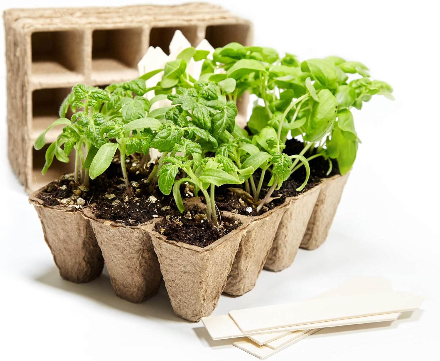 Leggy Tomato Plants 3 Common Culprits [And How to Fix Them] It's