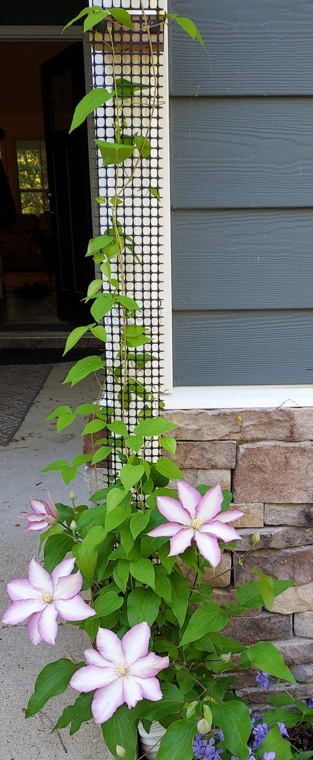 Downspout Trellis for Rain Gutters and Downspouts 9 ft x 4 Climbing Plant Support, HDPE Mesh Vine Trellis with Mounting Hardware for Clematis and Vines, Scroll Trellis 2-Pack