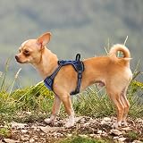 rabbitgoo Dog Harness Small No Pull Adjustable Reflective Blue XS view 9