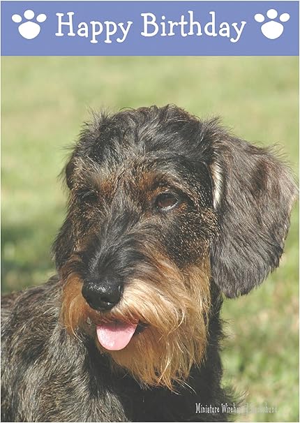 Miniature Filo Capelli Bassotto Cane Lingua Inglese Amazon It Cancelleria E Prodotti Per Ufficio