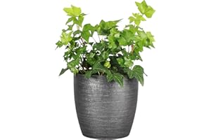 Thorsen's Greenhouse Live Green English Ivy Plant, Hedera Helix, Natural Air Purifier, Easy to Grow, Live Indoor Houseplant, 4" Diameter Pot (Brushed Silver)