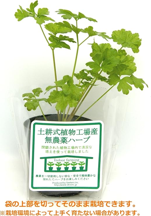 Amazon 土耕式植物工場産無農薬ハーブ イタリアンパセリ 7 5ｃｍポット 3本植え 土耕式植物工場産無農薬ハーブ パセリ 通販