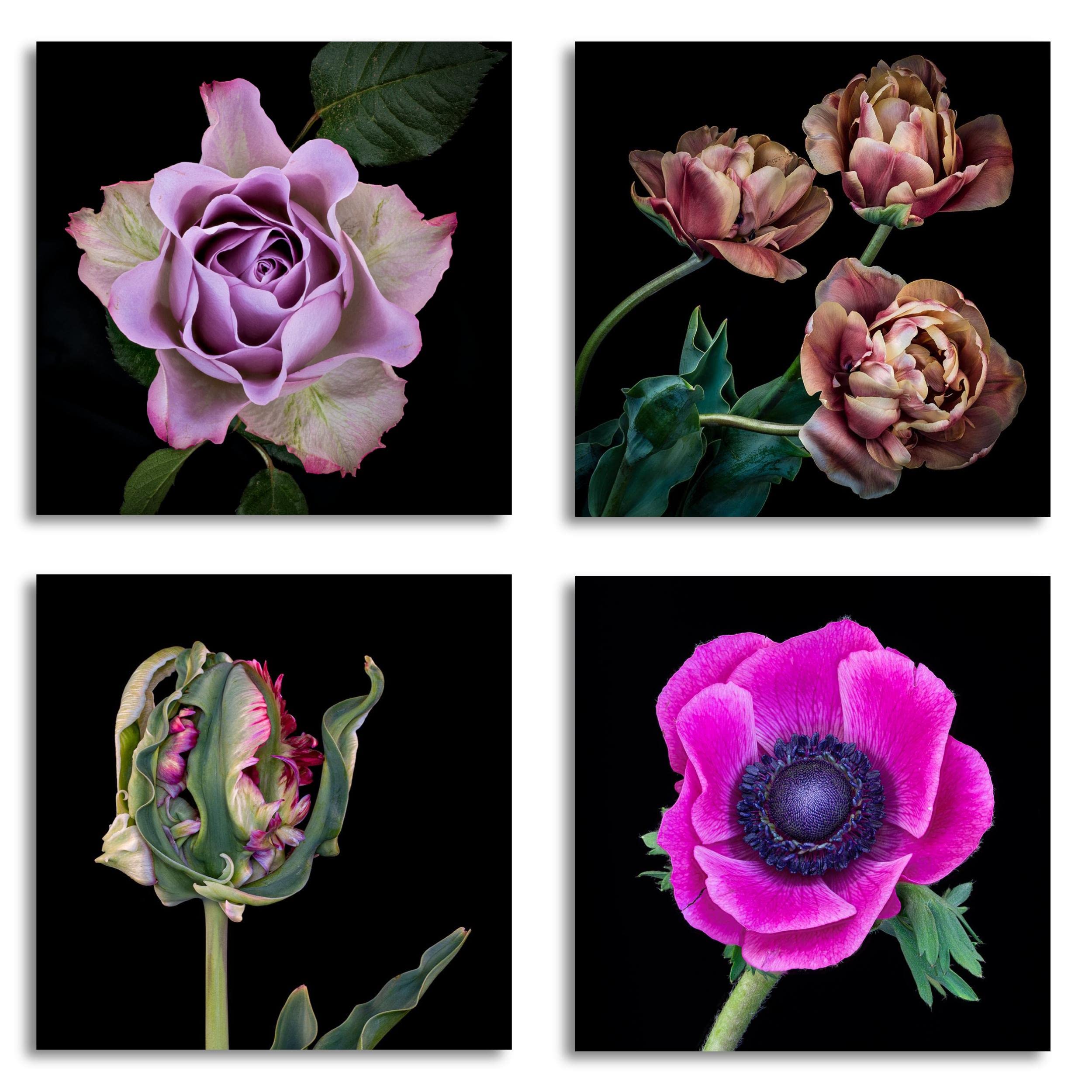 Kay Minter Blank Greeting Cards - Beautiful Floral Flower Art on Black - Pack of 4 with Envelopes